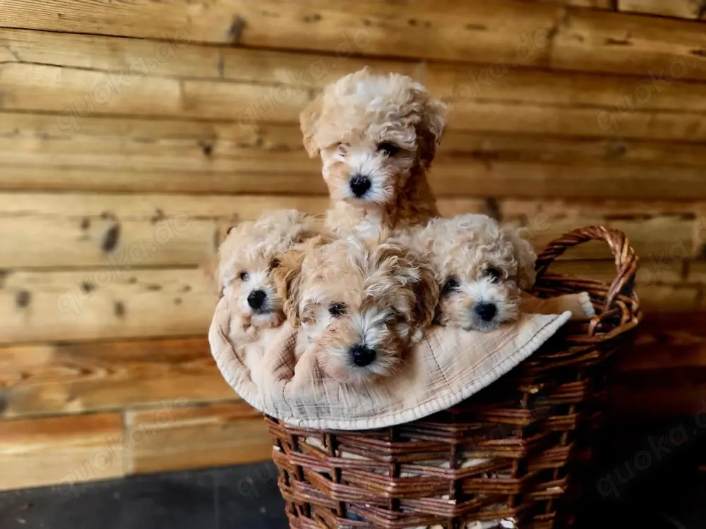 Maltipoo Pudel Malteser