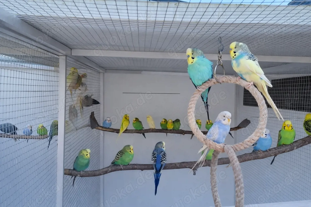 Wellensittiche abzugeben