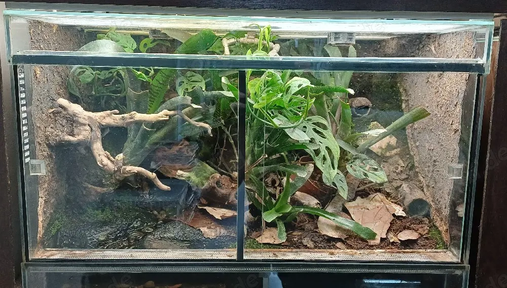 Tropenterrarium 60x40x40