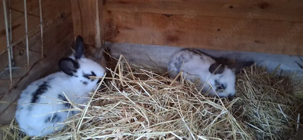 verkaufe deutsche riesen mixe