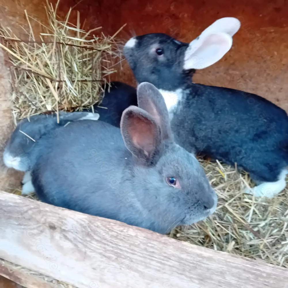 Drei Rammler Kaninchen