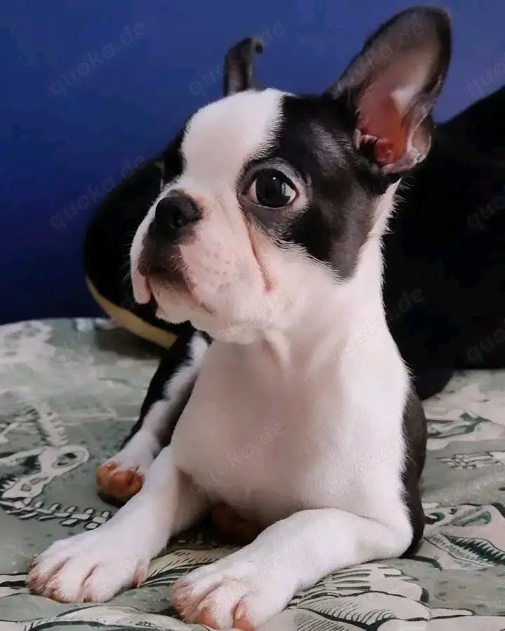 Hervorragender Boston-Terrier-Welpe   