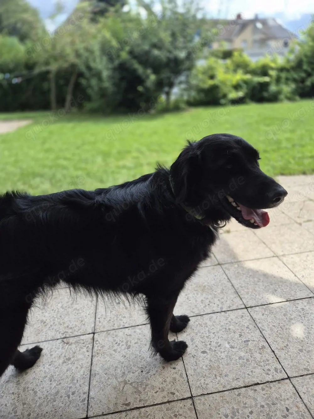 Mischling labrador colli