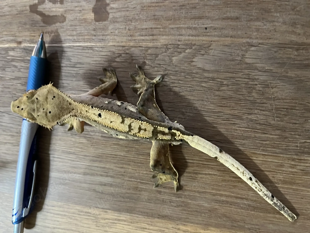 Kronengecko männlich 01 2025