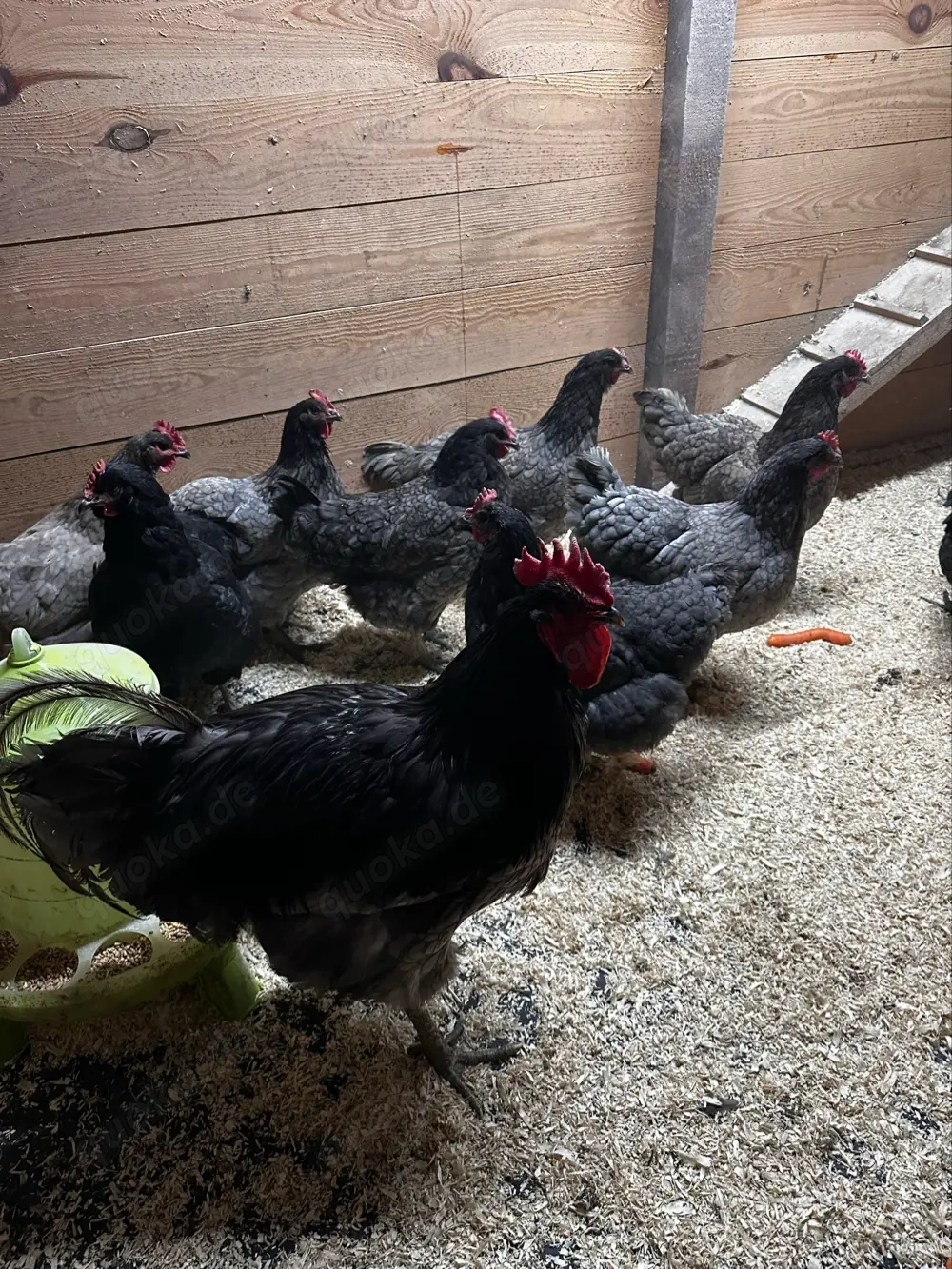 Bruteier Jersey Giant blau gesäumt