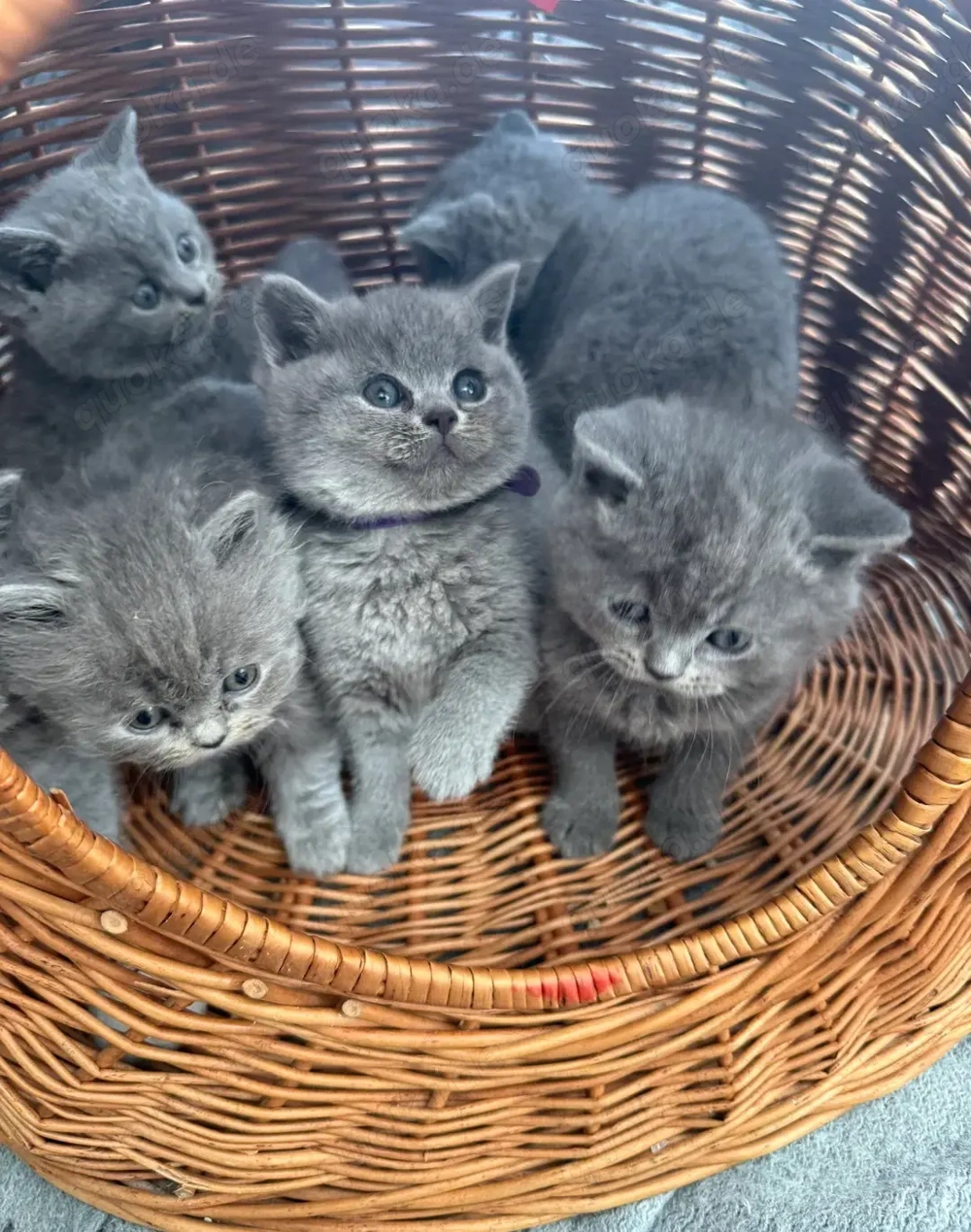Wunderschöne Britisch Kurzhaar Kitten BKH mit hervorragendem Stammbaum - abgabebereit
