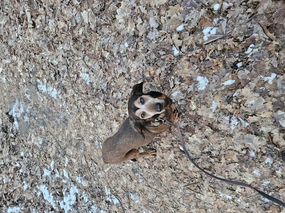 Dachsbracke sucht ein neues Zuhause