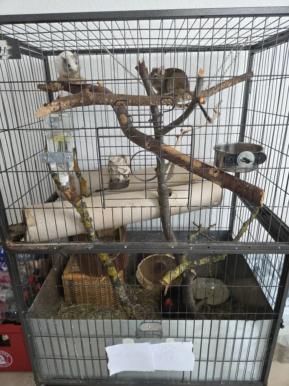 2 Degu-Männchen abzugeben mit oder one Käfig 