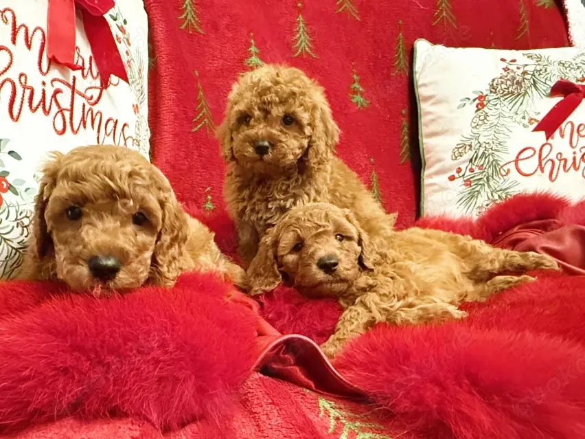 Wunderschöne Toypudel welpen 