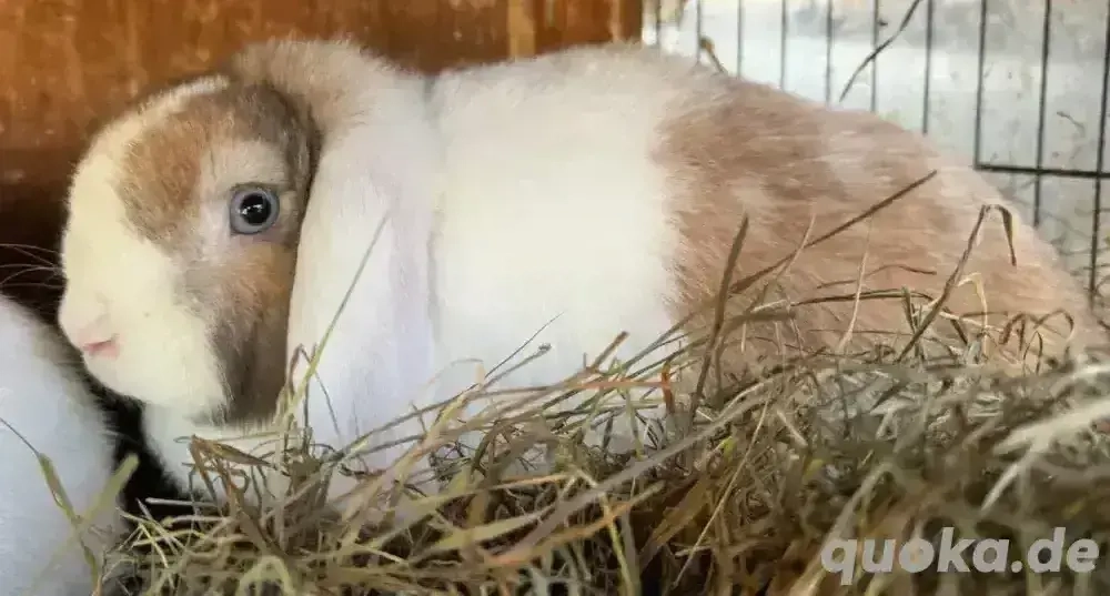 Zwergkaninchen Häsinen 