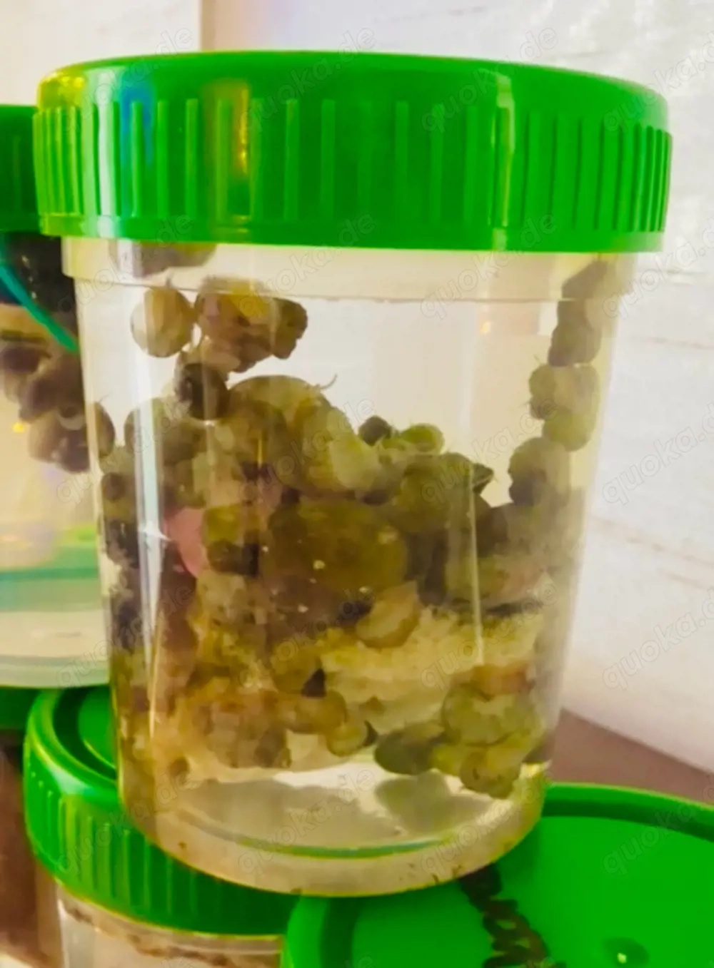 Schnecken für Meerwasser