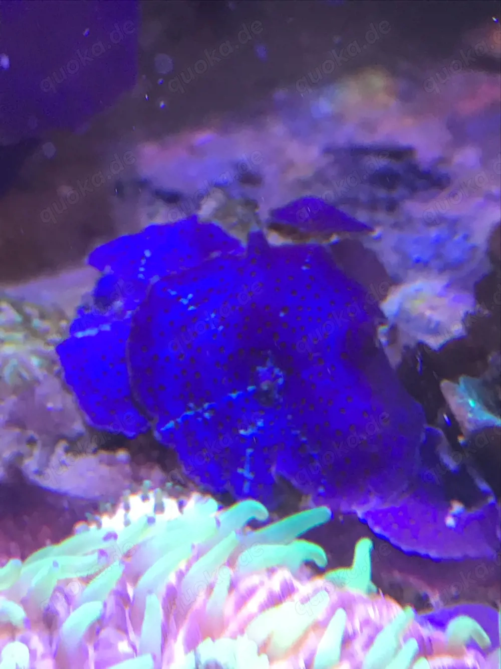 Discosoma blau Scheibenanemone Acropora Stylophora