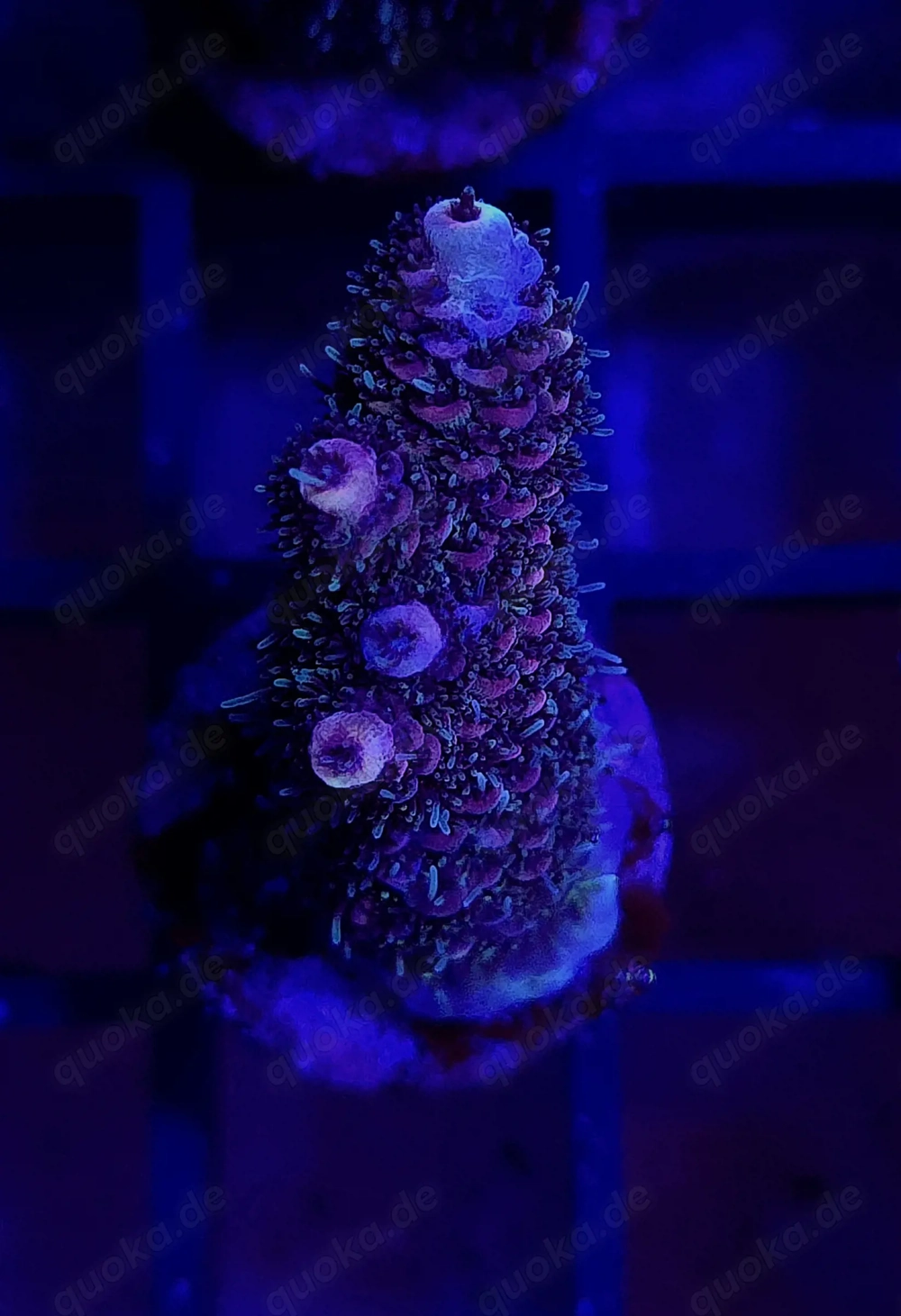 Korallenableger SPS und LPS