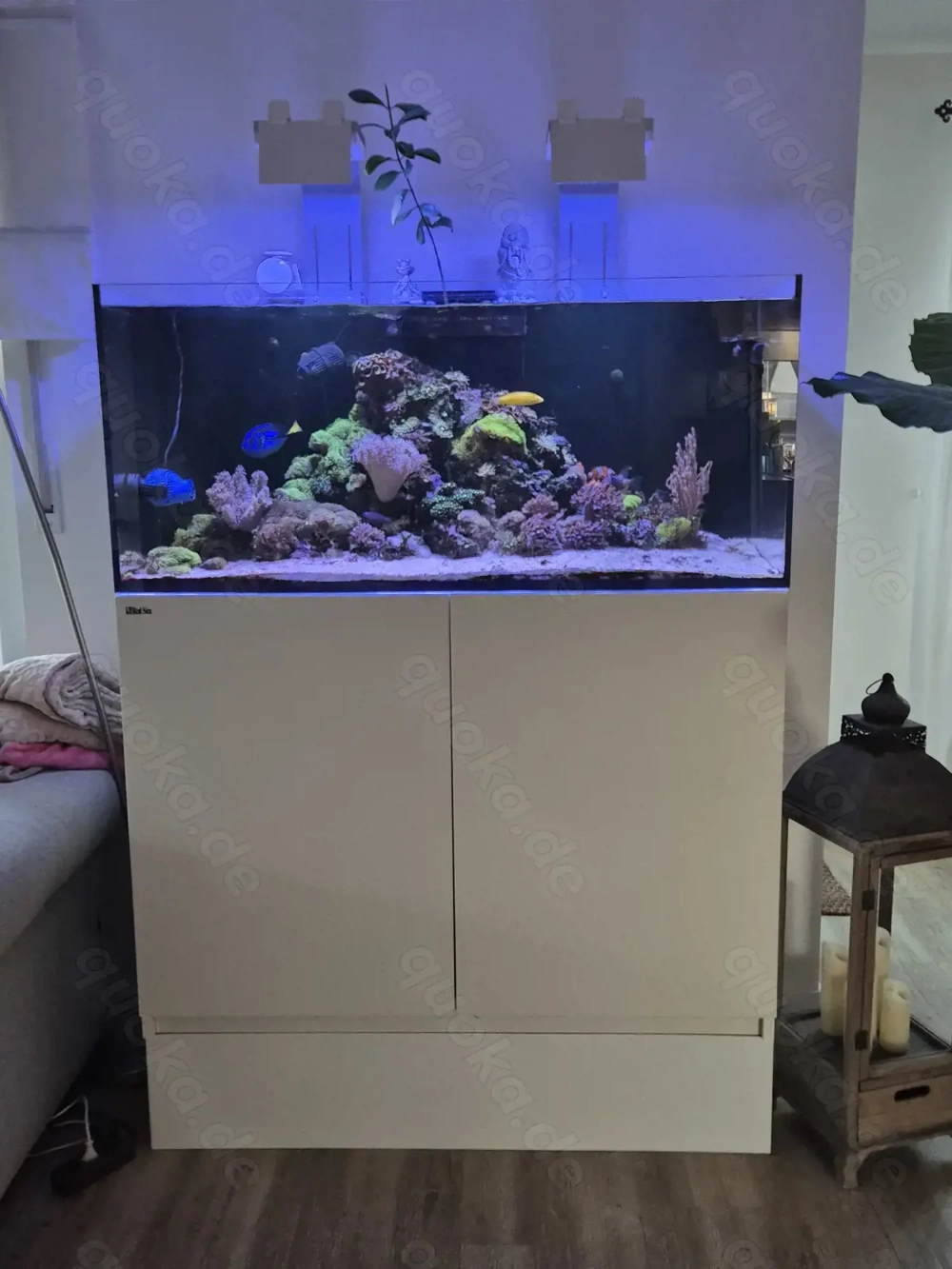 Meerwasser Aquarium Redsea Reefer 350 mit allem was man braucht 