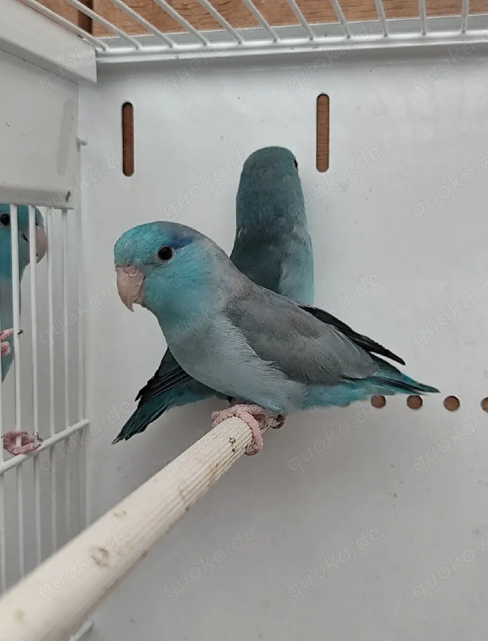 Blaugenick Sperlingspapageien Pärchen 