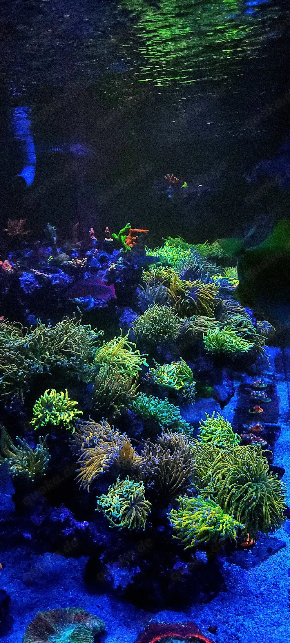 Verschiedene Korallenableger Euphyllia, Acropora 