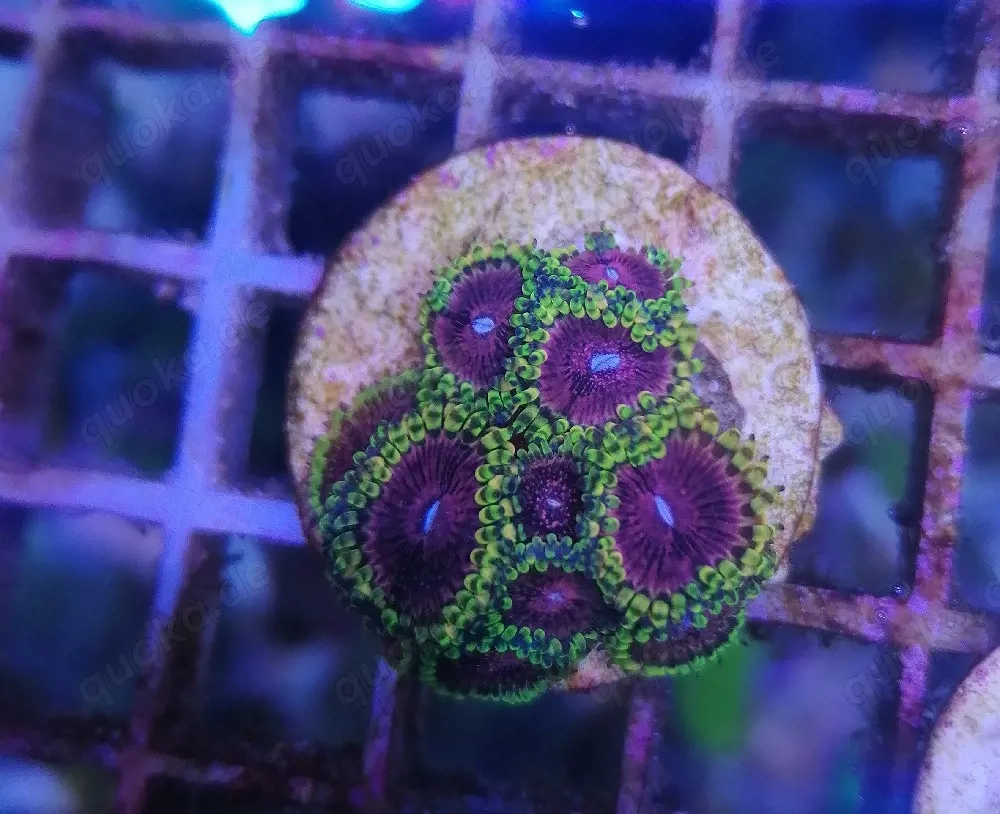 Meerwasser Korallen Zoanthus 