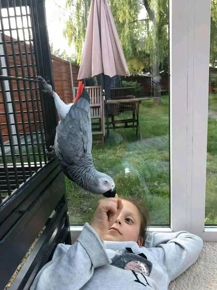 Graupapagei Pärchen