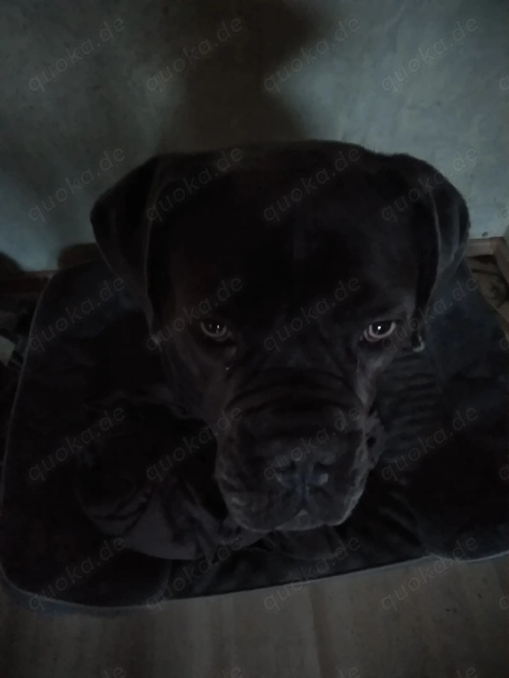 Cane Corso Hündin sucht ein neues Zuhause. 