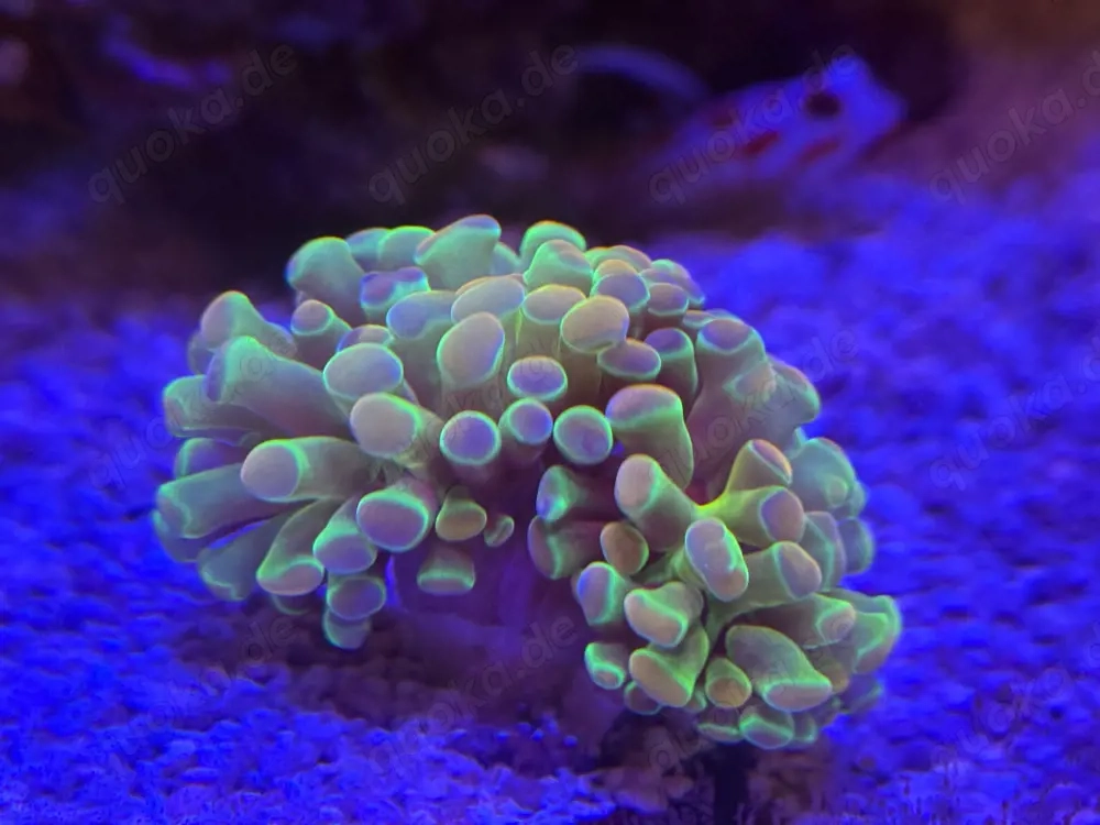 Euphyllia Paraancora Hologram