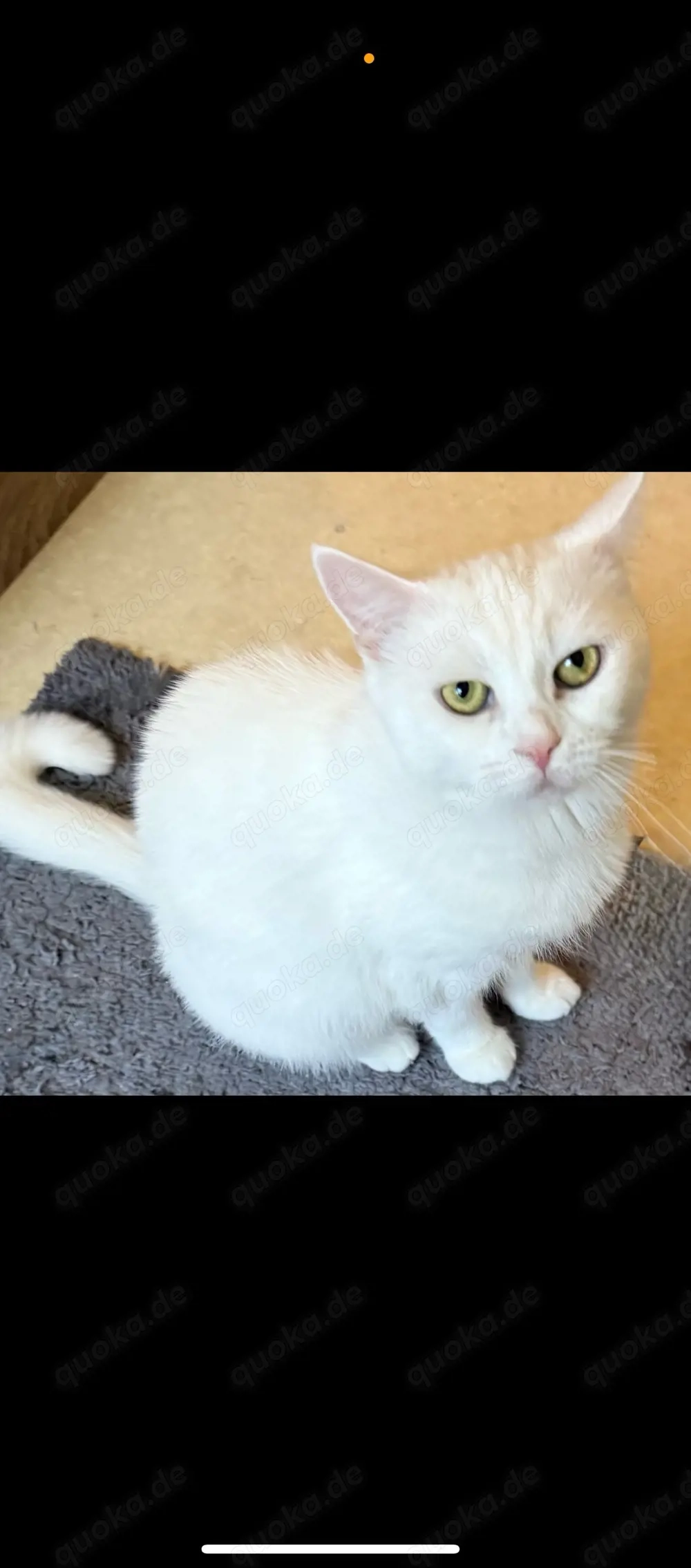 Bkh Katze zu abgeben