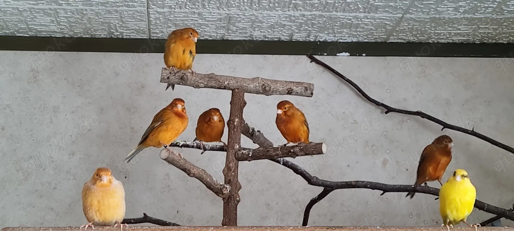 Kanarihenne abzugeben 0 1