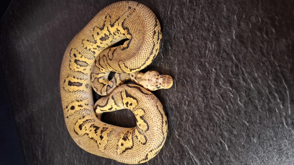 Verschiedene Männchen Adult ... Königspython ... Python Regius