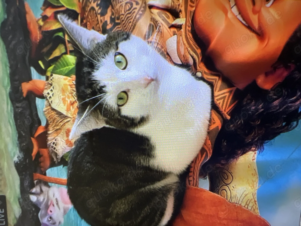 Katzen. Zu verschenken 