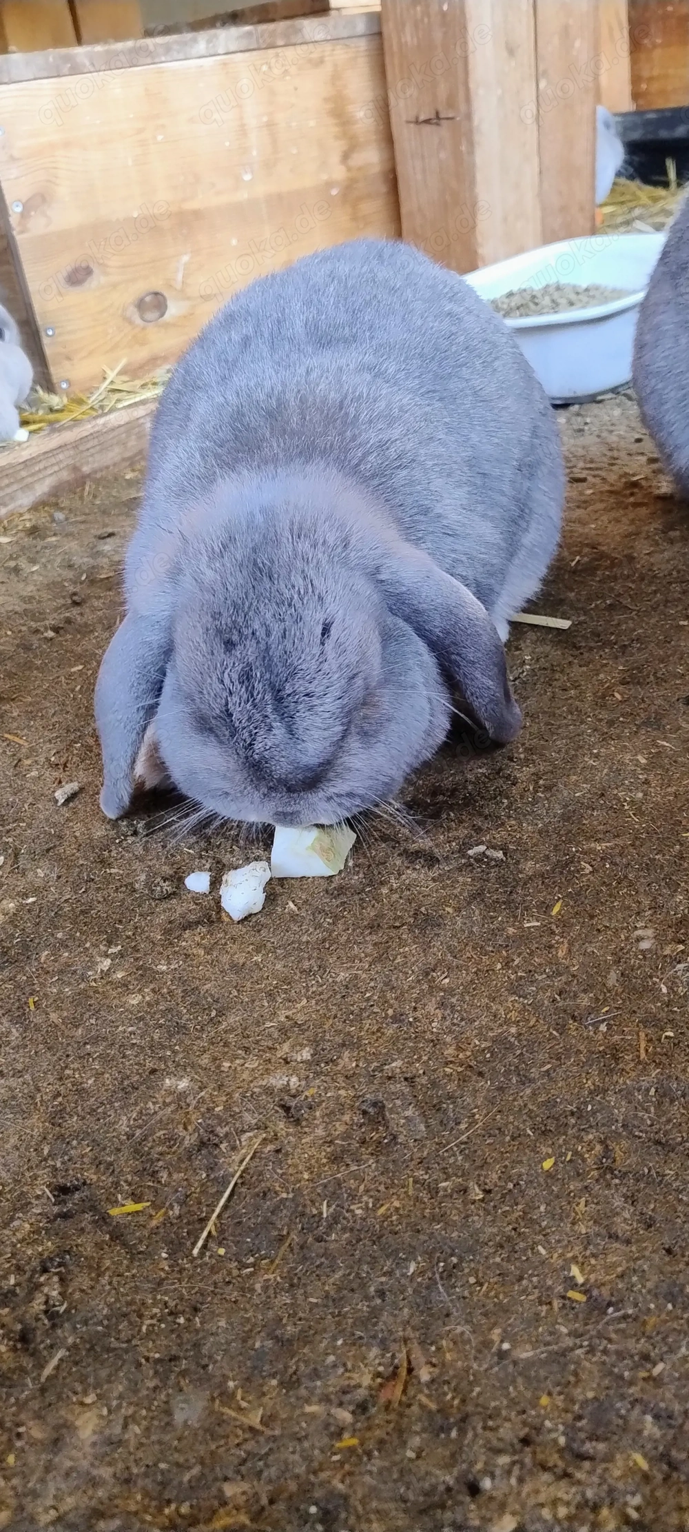 Zwergwidder Perlfeh Zuchtauflösung, Farbenzwerg Separator Isabel Typ B 