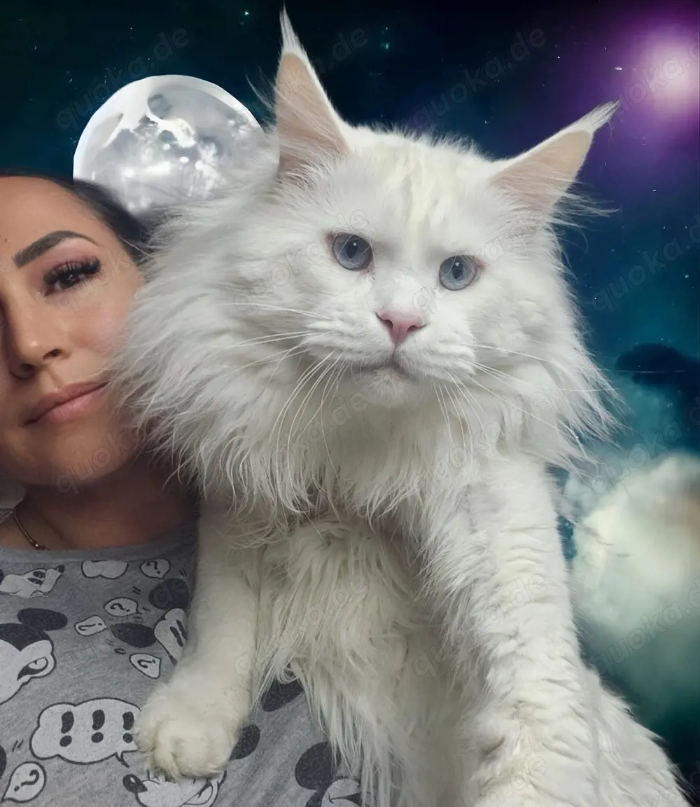 Deckkater Maine Coon weiss mit blauen Augen Ticacats Stammbaum Audiometrietest