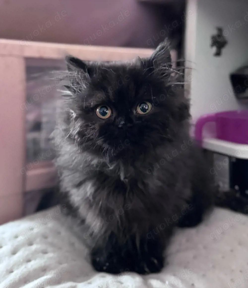 junge Perserkatze weiblich