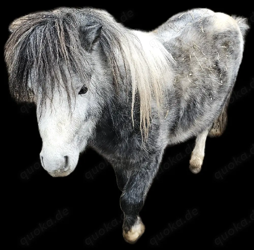 Shetty Hengst 4 Jahre