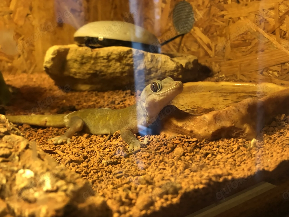 Goldgecko Männchen 