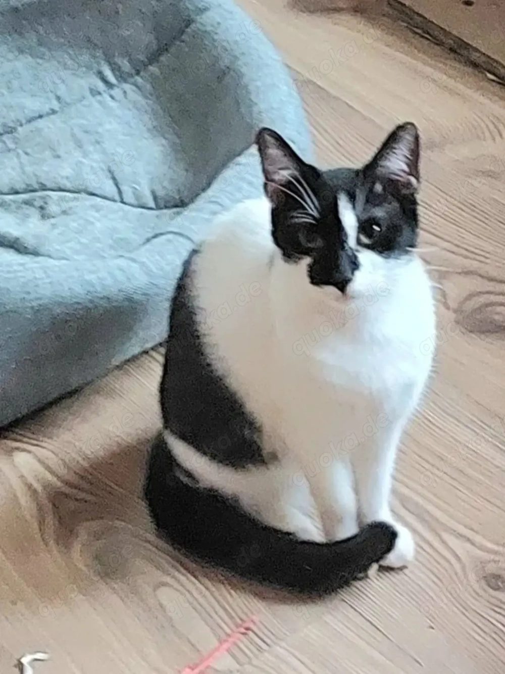 Thea Freundliches kinderliebes Katzenmädel sucht Familie zum Kuscheln