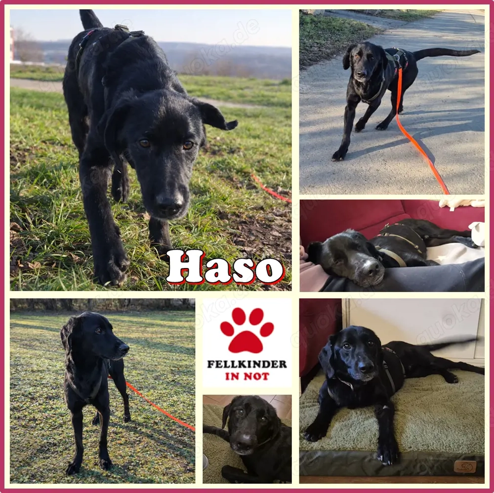 junger freundlicher Mischlings-Rüde Haso sucht sein Zuhause, Familienhund, Traumhund
