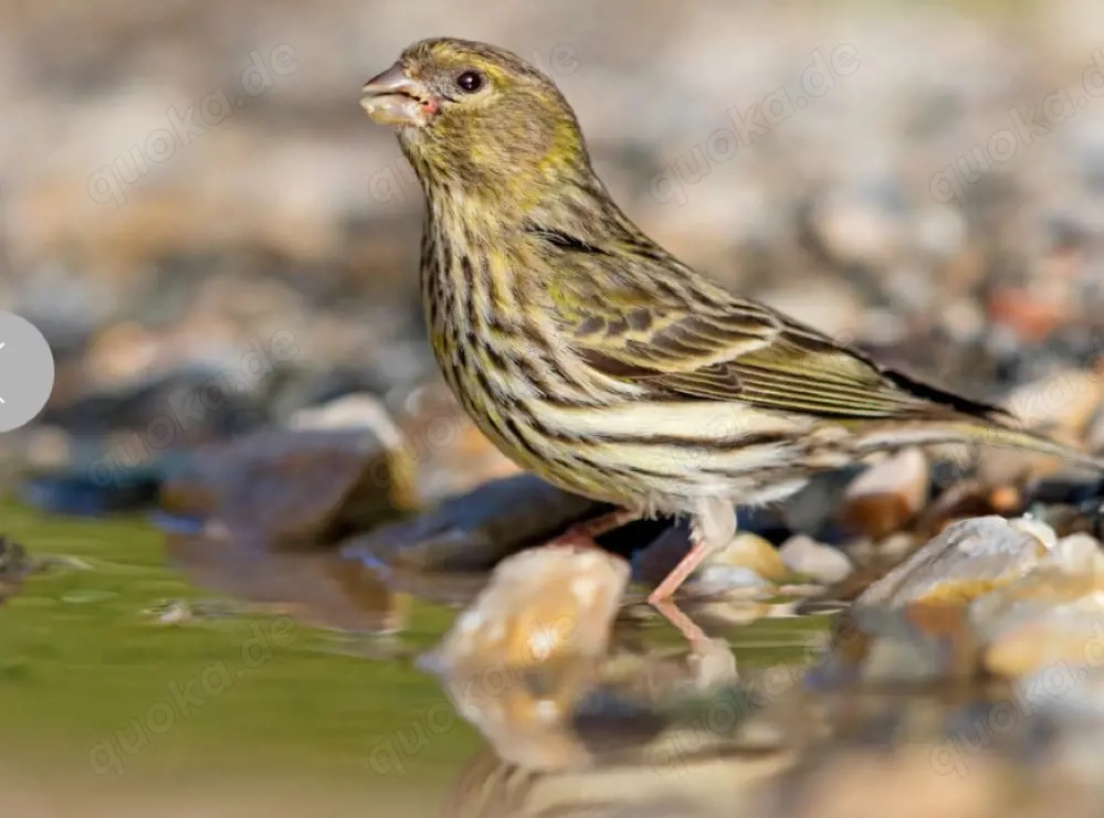 Suche weiblich girlitz