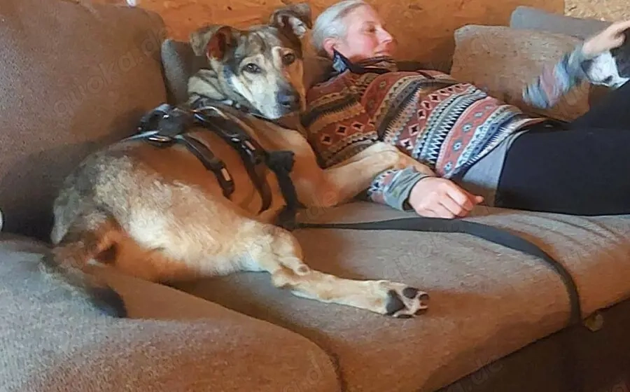 Janeiro sucht ein vertrauensvolles Zuhause.