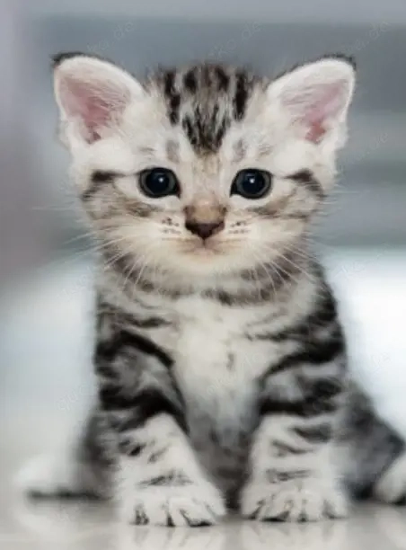 Suche Katzen Kitten zu verschenken 