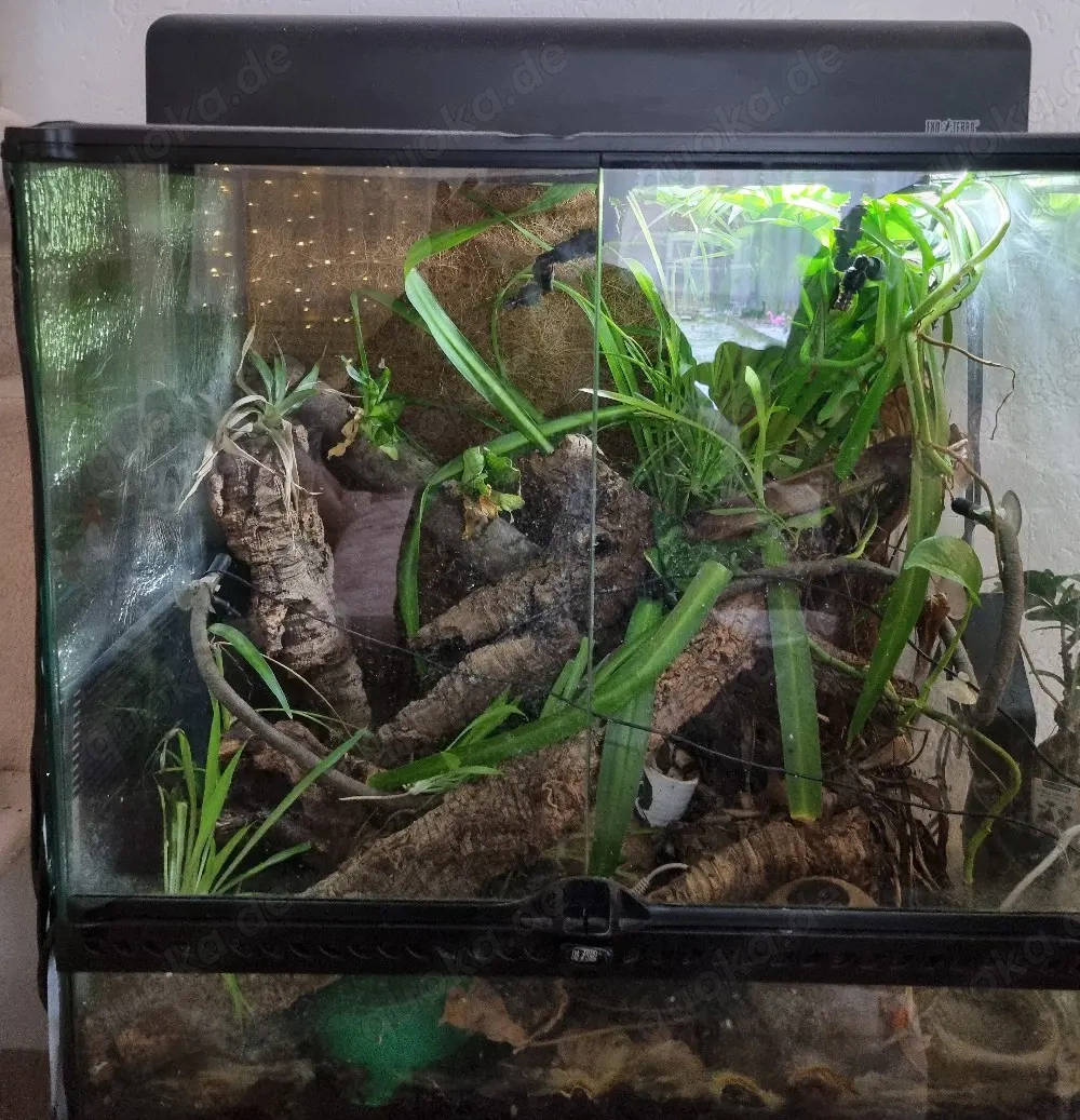 Regenwaldterrarium 60 45 60 Exo Terra 