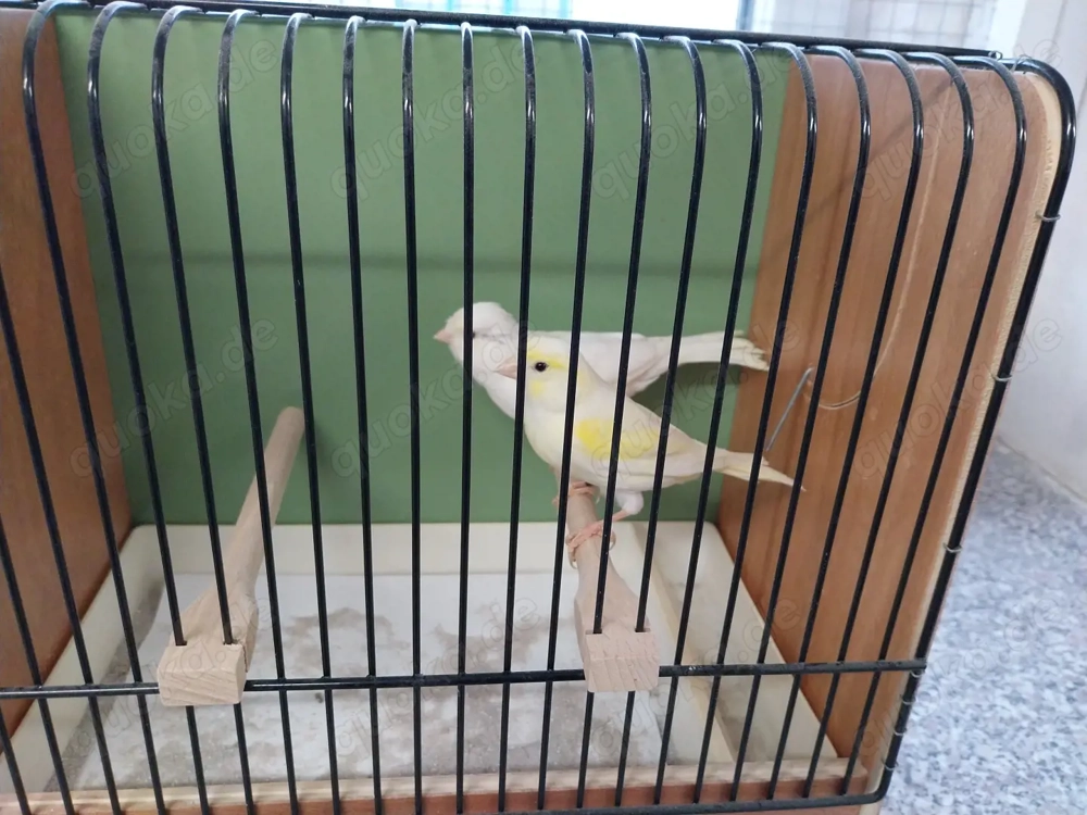 Kanarienvögel gelb Mosaik weiß