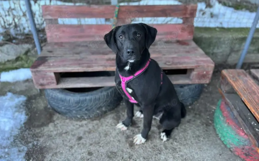 Energiegeladene Ilvy weiß, was sie will
