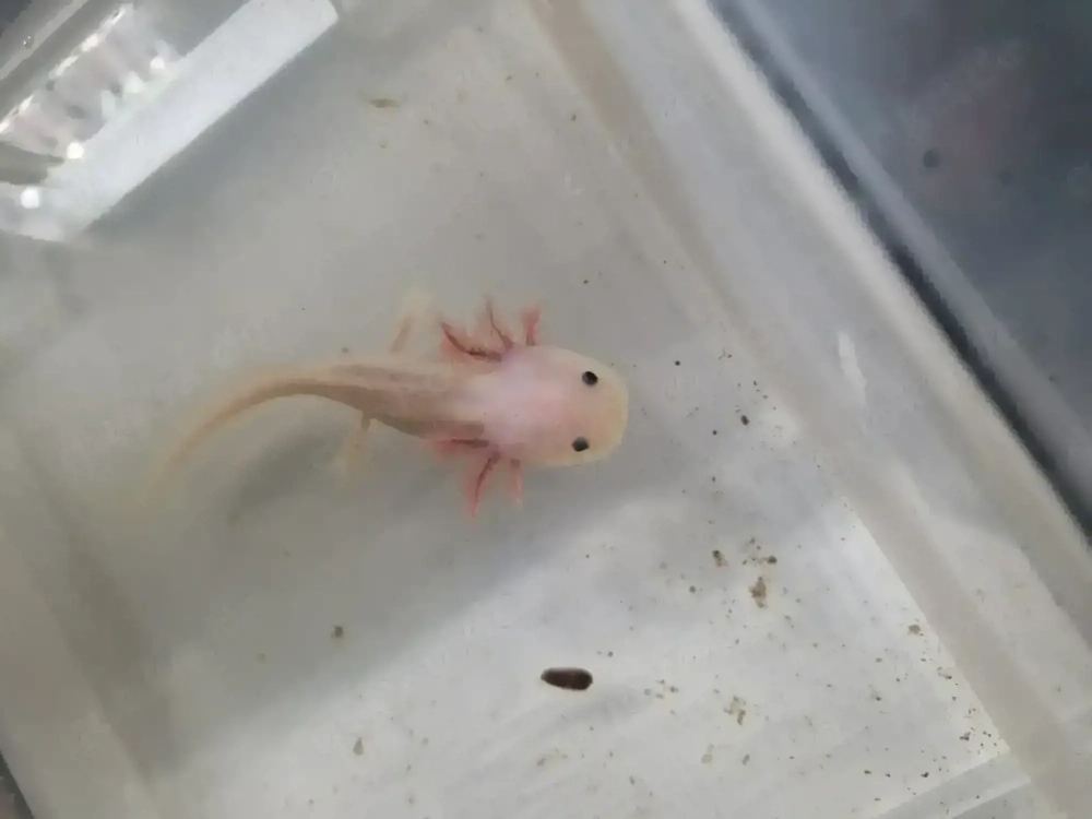 Axolotl Weißlinge, Harlekin, Wildlinge und Goldharlekinalbino abzugeben Jungtiere