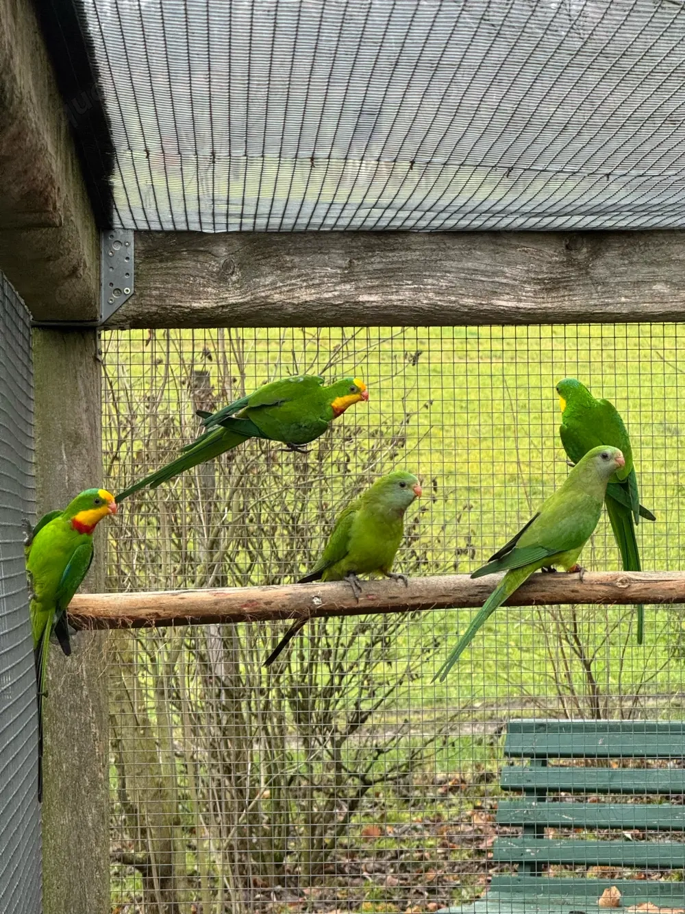 Schildsittich   Barabandsittich