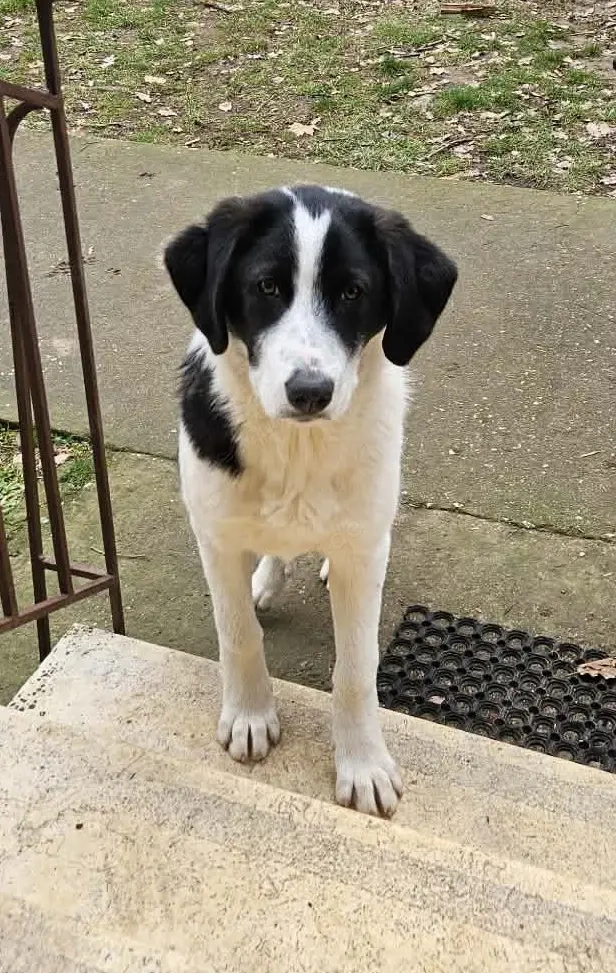 Fröhlicher White möchte eine Familie