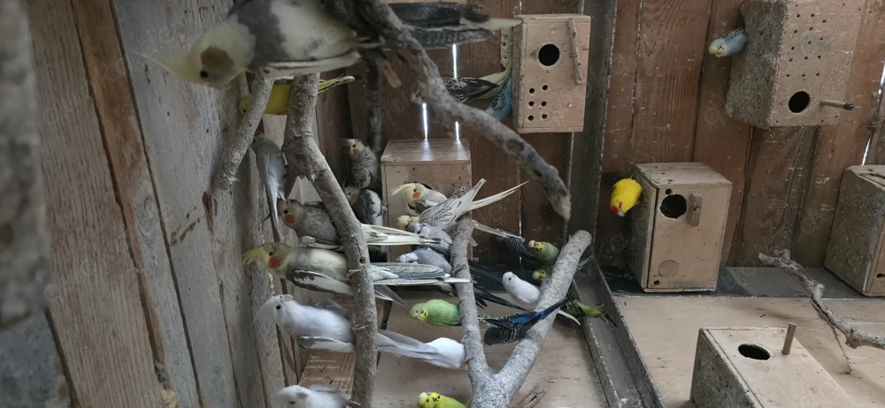 Junge und Zucht par Nymphensittich 