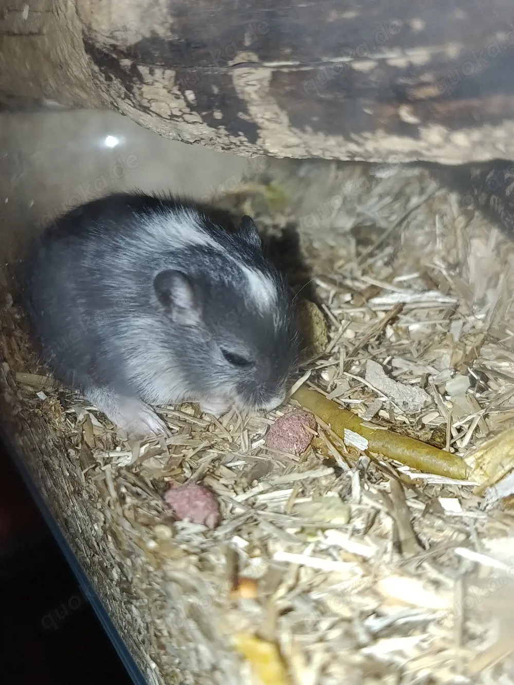 Wunderschöne Rennmaus -Babys abzugeben   