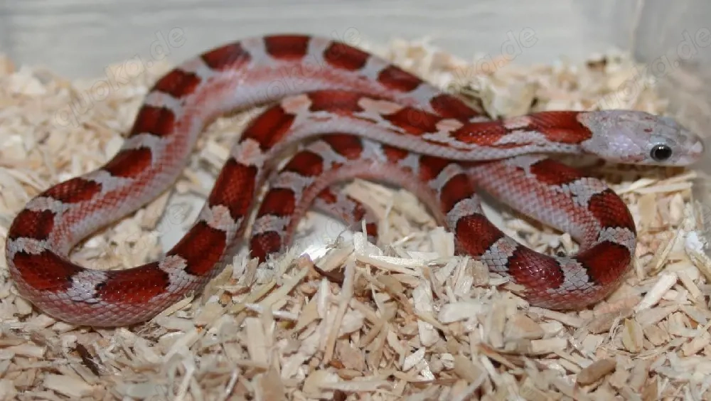 Miami Blood Pied 
