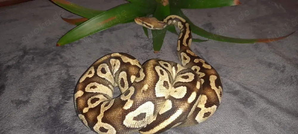 Lemon Pastel Königspython 