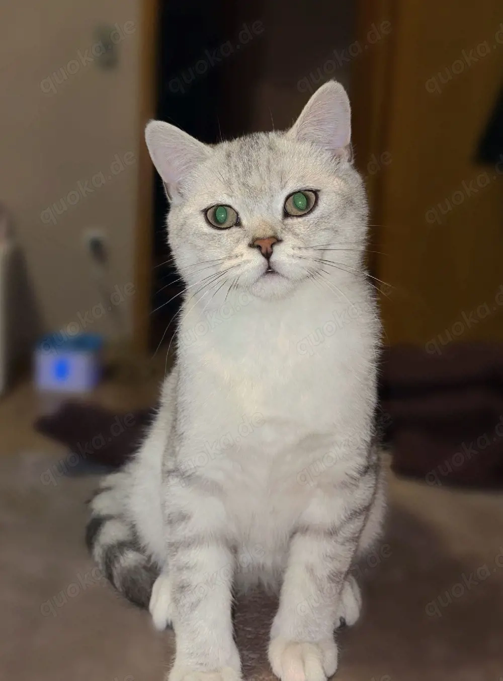 Zuckersüße BKH Kitten Silver Shaded