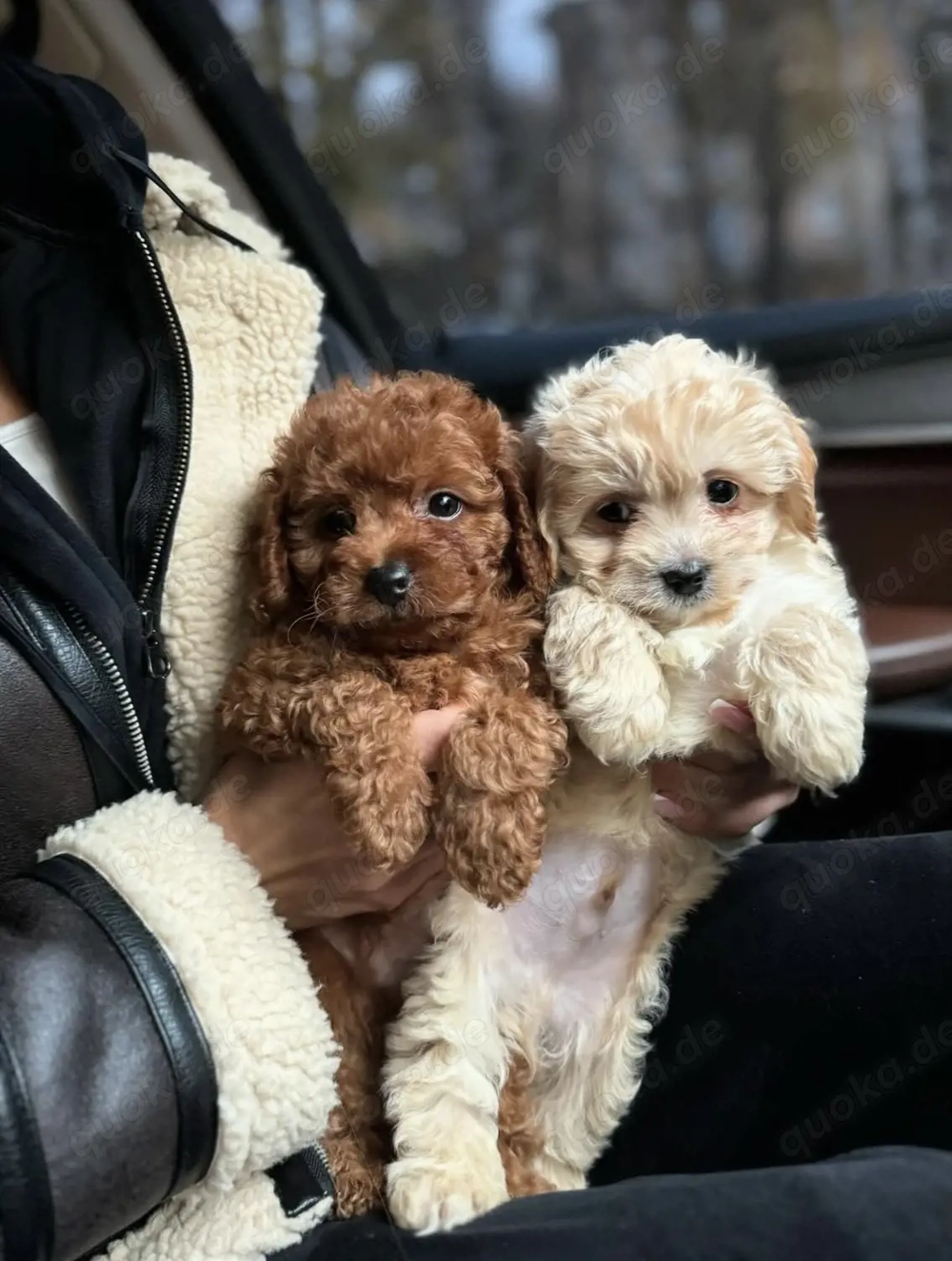 Maltipoo-Welpen